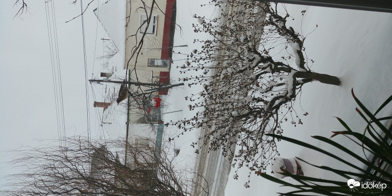 Éhes madár jött a berkenyére