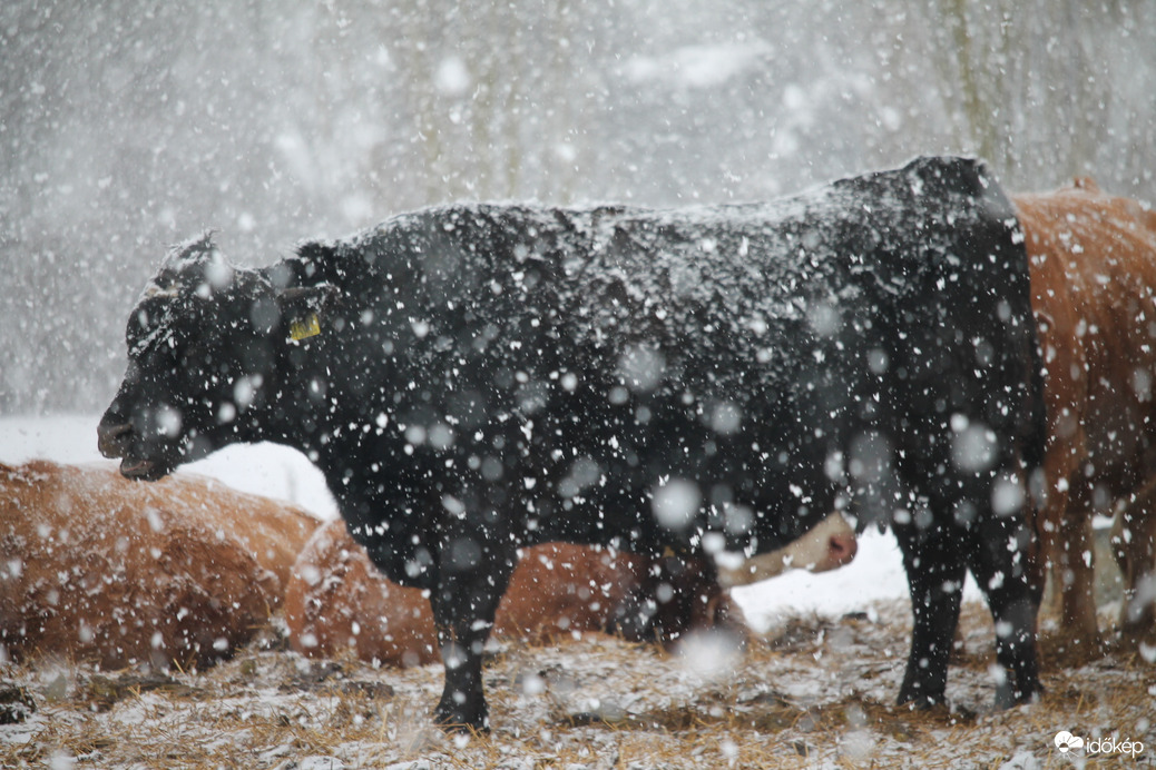 Feketén a hófehér