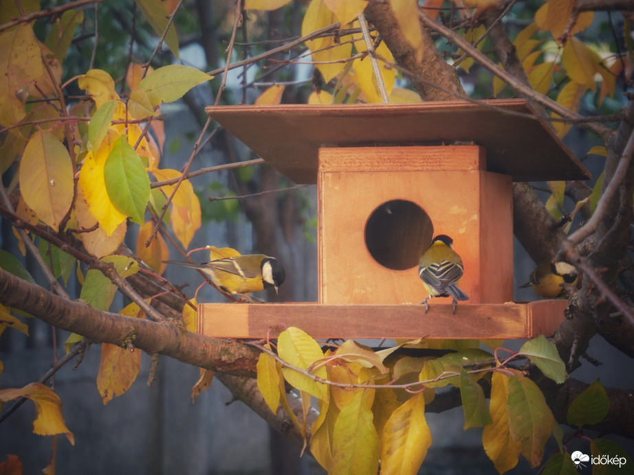 Lakmározó széncinegék