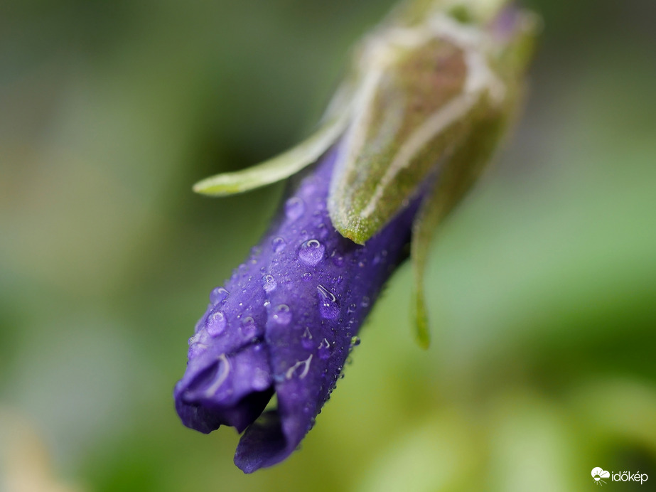 Nyílásra felkészülve