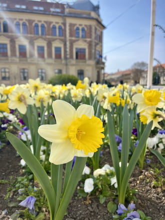 Virágok és napsütés üdvözölnek Keszthely főterén