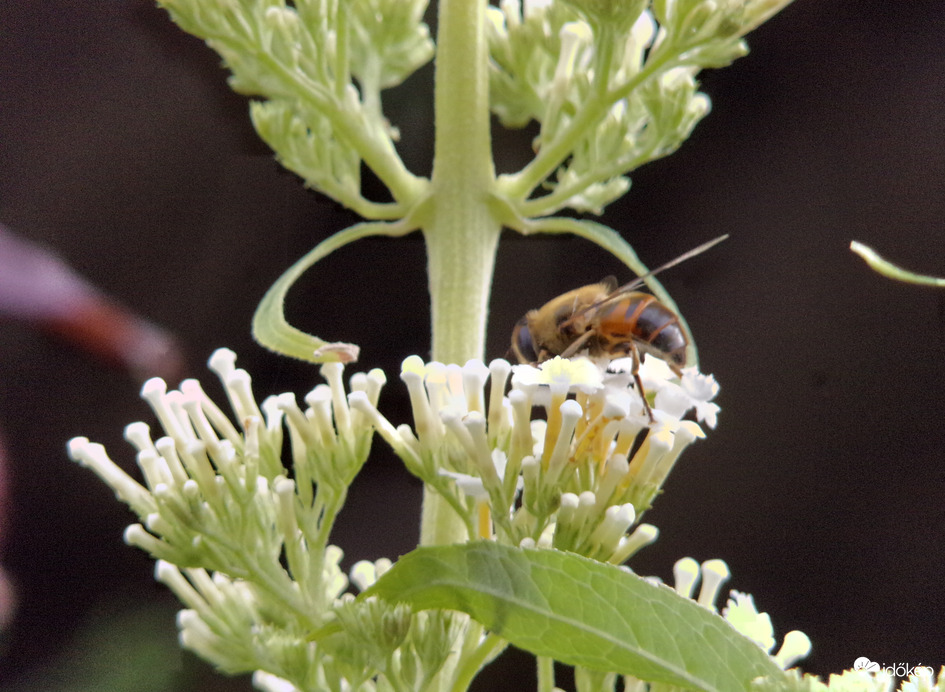 Fiatal közönséges herelégy