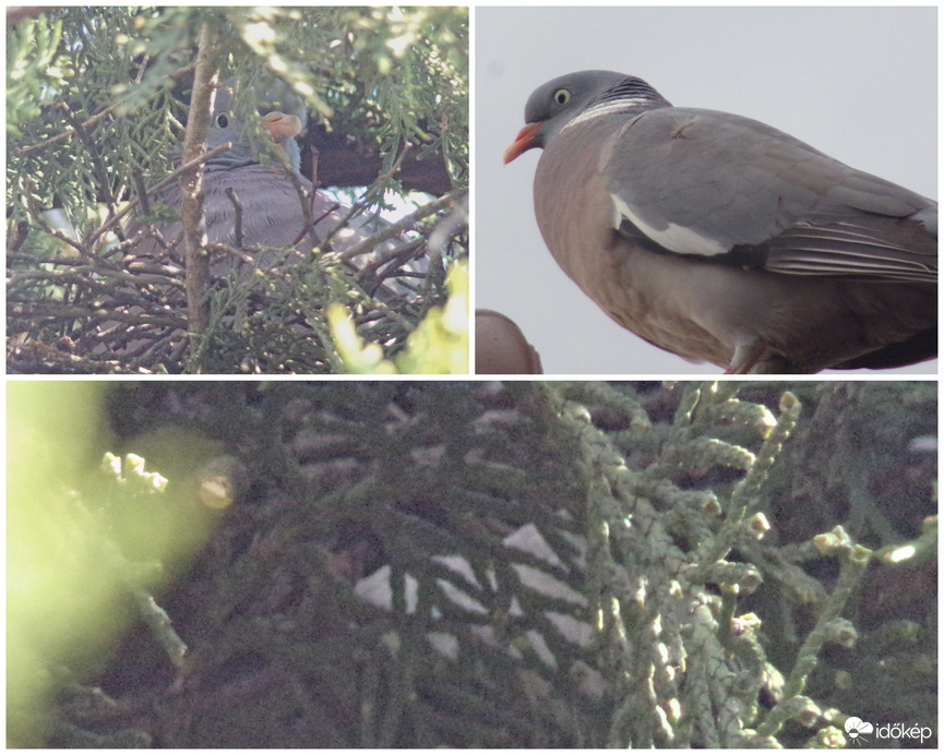 Örvös galamb pár és tojásaik