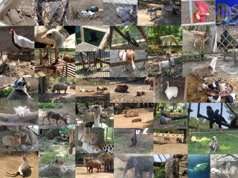 Nyíregyházi állatparkos fotók, és még egy annál is nagyobb élmény :)