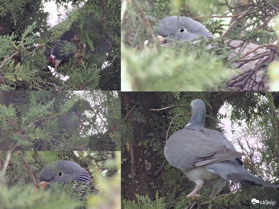 Egy idei költés kezdete :)