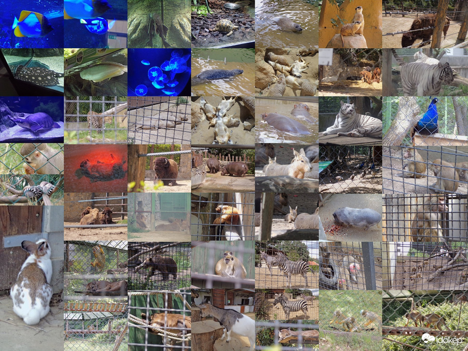 Pécsi-Állatkert és Akvárium-Terrárium