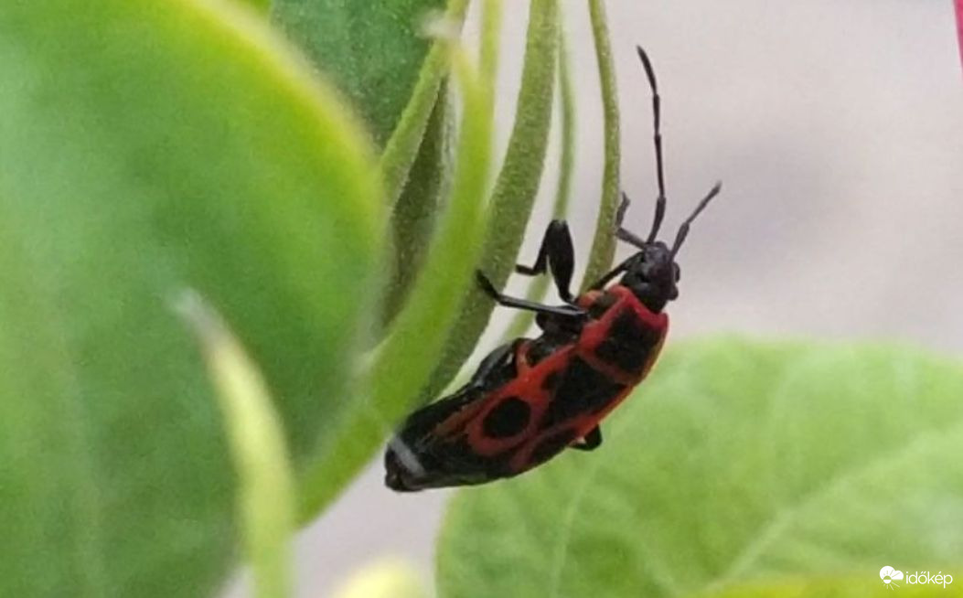 Verőköltő bodobács 