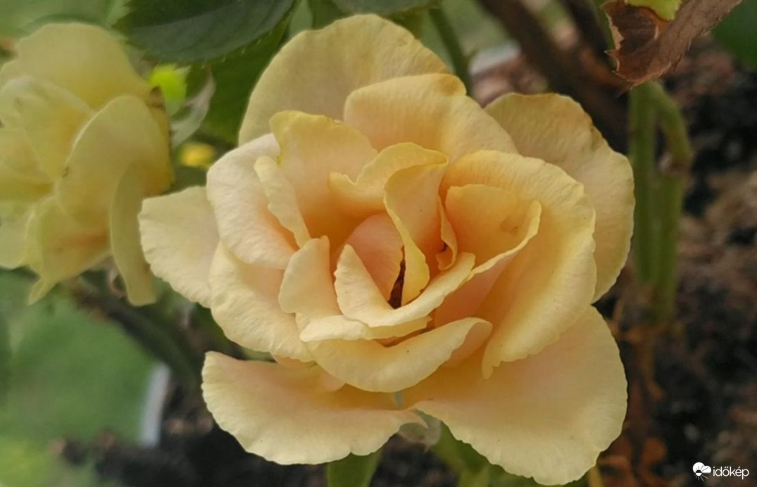 Kinyílt a Minirózsa (Szobarózsa)