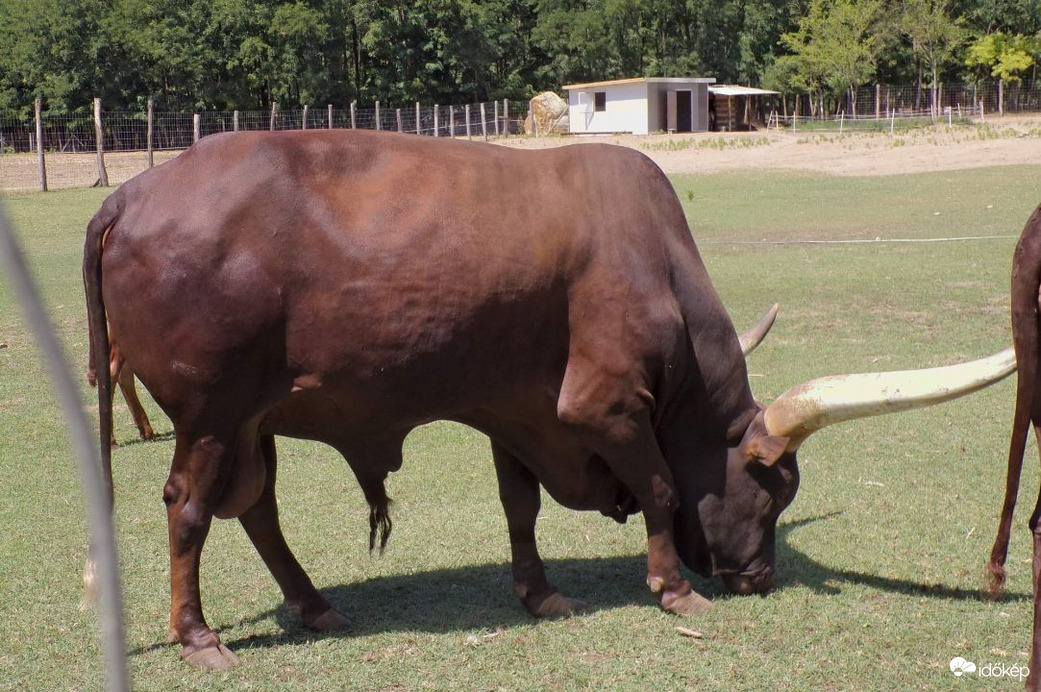Watusi marha 