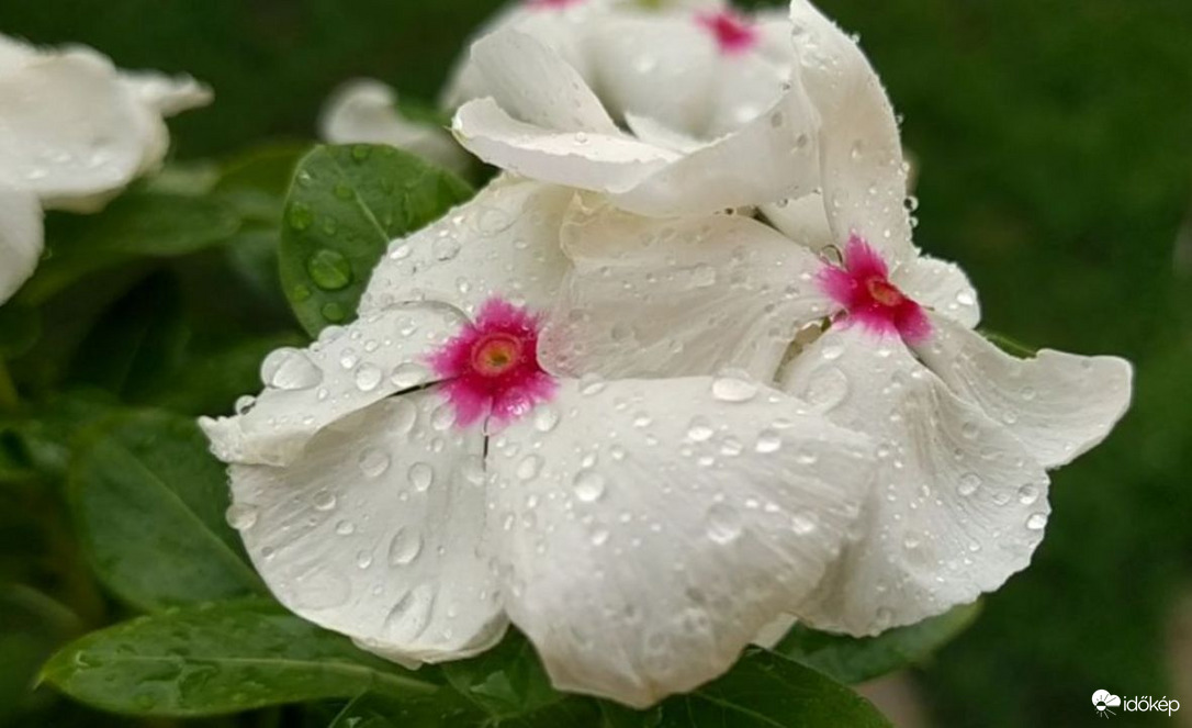 Reggeli eső Budapesten 