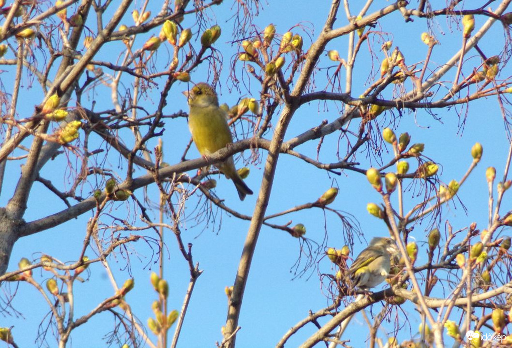 Tavaszi napsütésben a zöldike pár :) 