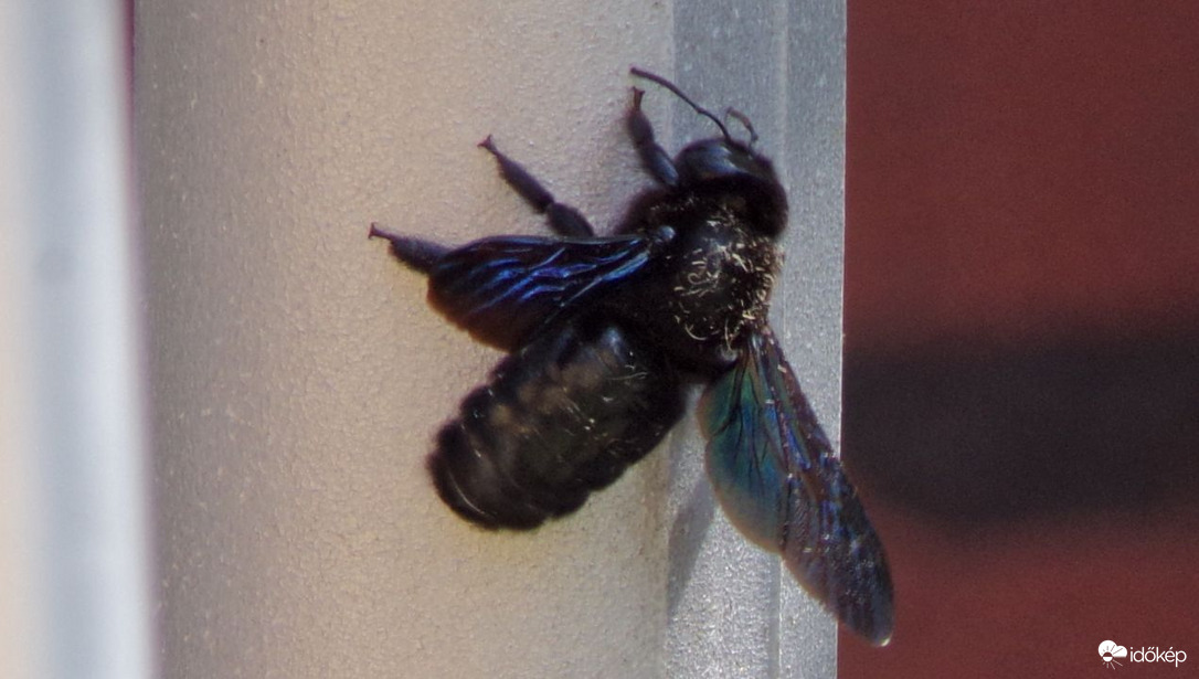 Gyönyörűséges kék fadongó 