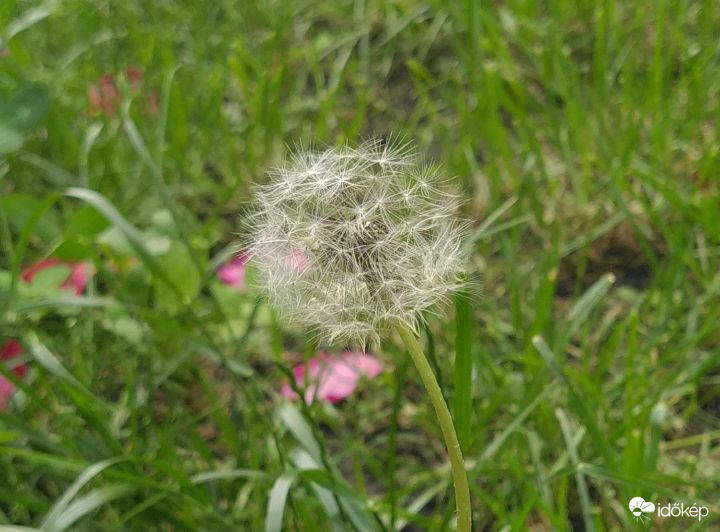 Az idei első pitypang 