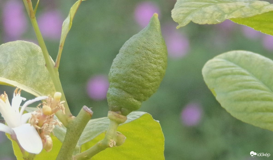 Az első idei citromunk :)
