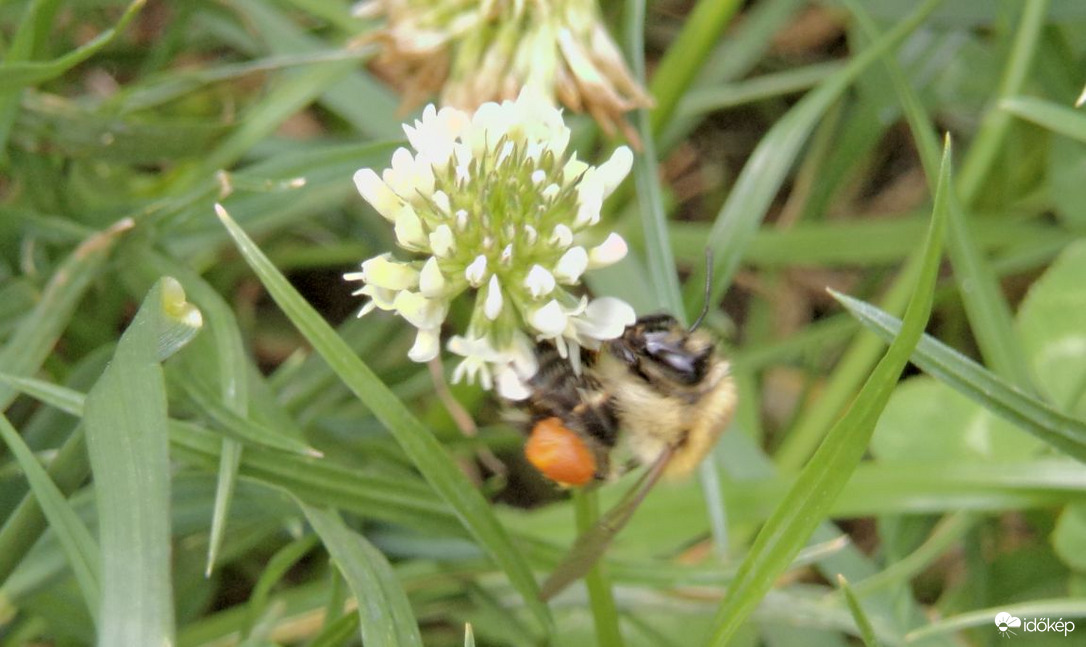 Egy nagyon szorgos mezei poszméh :)