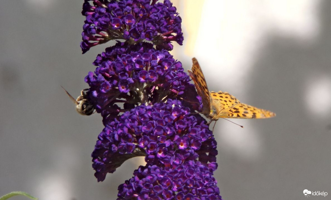 Közönséges gyöngyházlepke és közönséges herelégy 