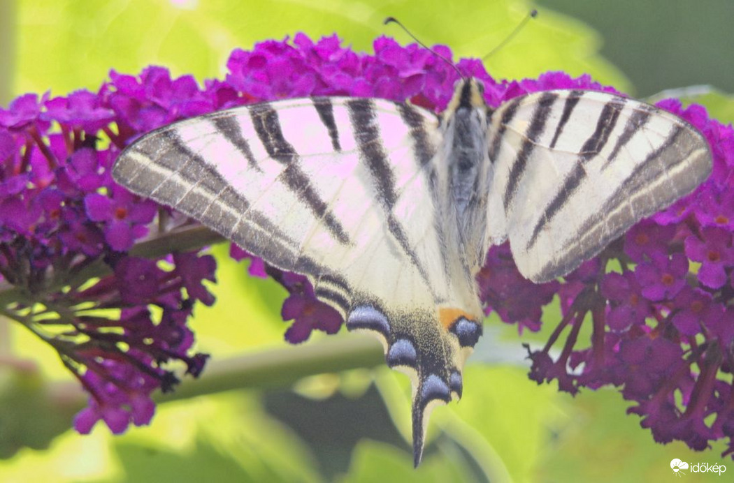 Egy nagyon várt vendég a kardoslepke :)