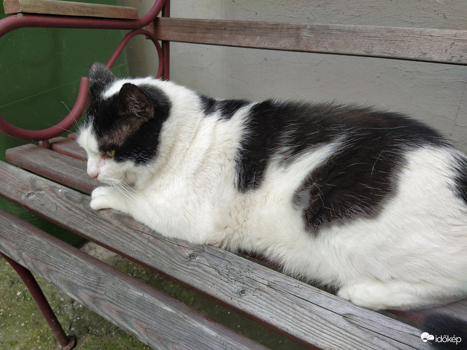 Padon megpihenő szépség :)