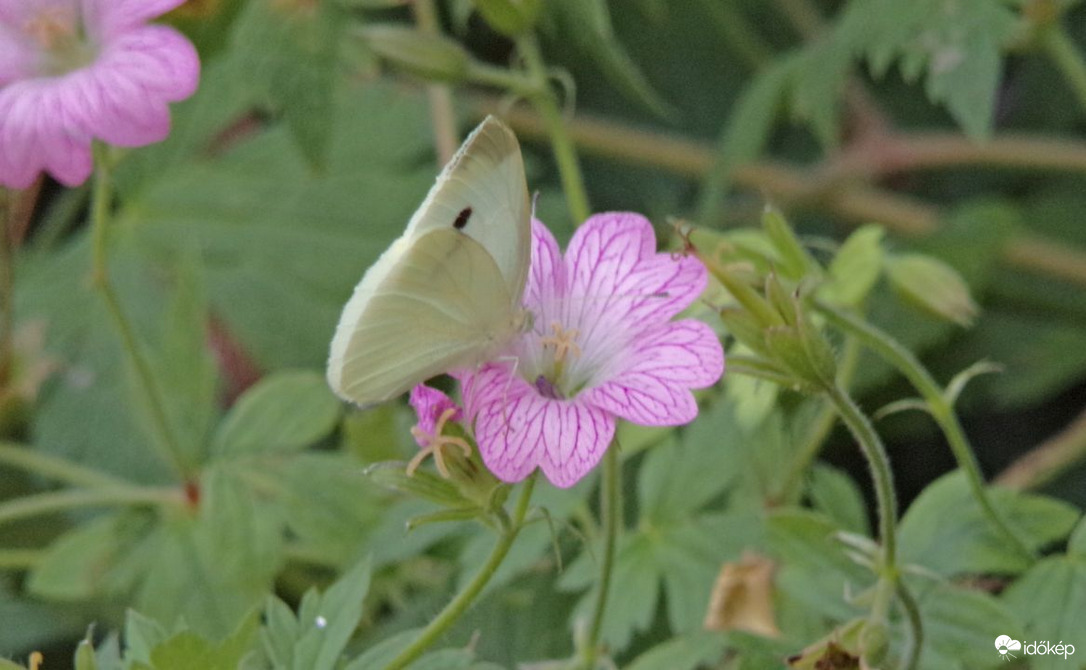 Répalepke megpihen egyik kedvencén a gólyaorron 