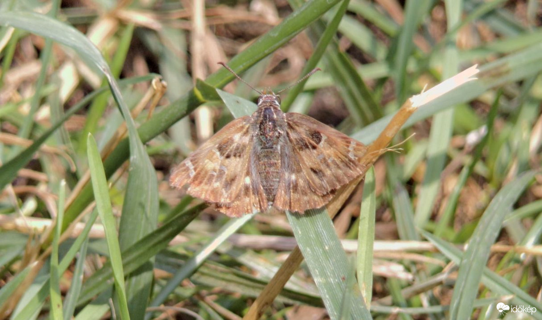Szépséges mályva-busalepke :)