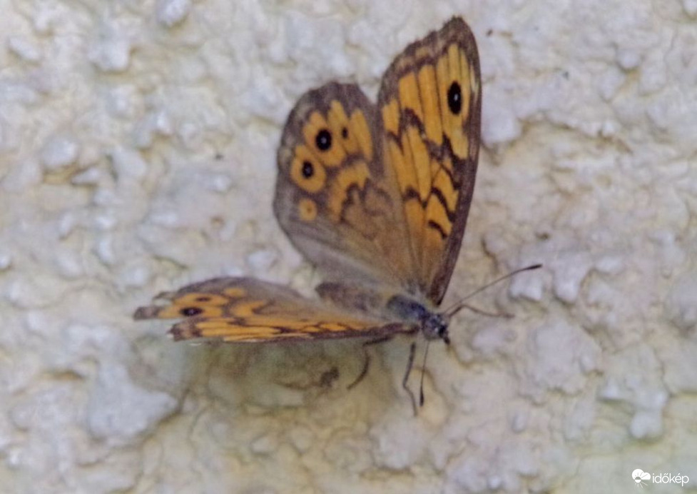 Vörös szemeslepke kitárt szárnyakkal :)