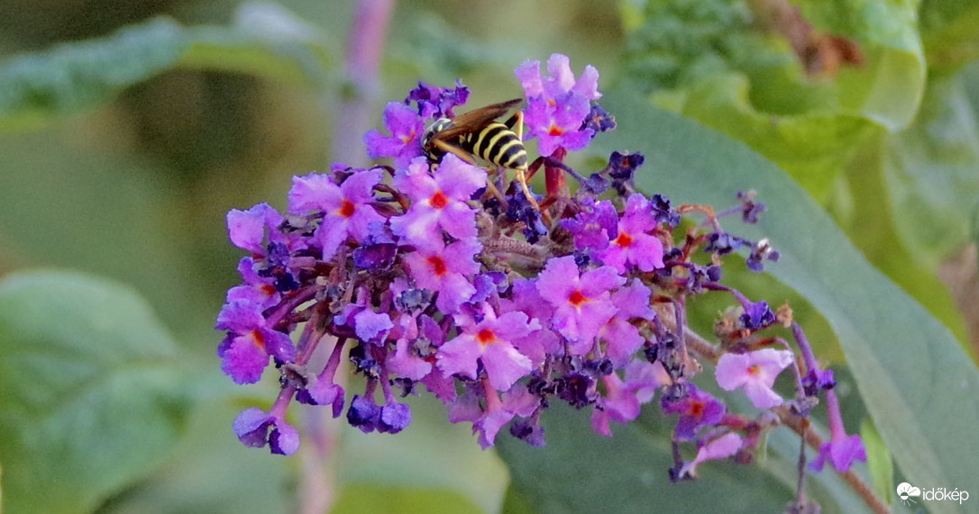 Kecskedarázs beporozza a nyáriorgonát 