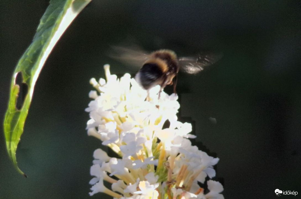 Felszállás pillanata a nyáriorgonáról