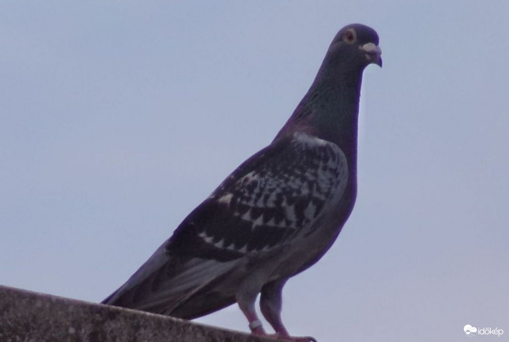 Szépséges gyűrűzött galamb modellem :)