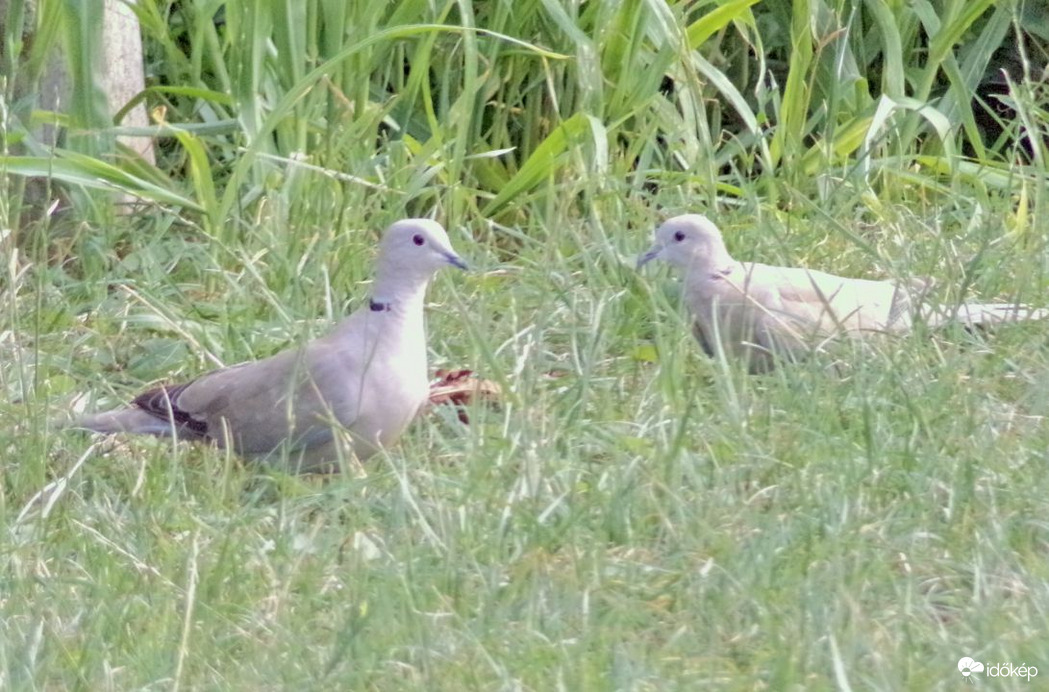 Balkáni gerle és fiókája :)