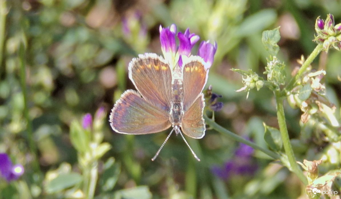 Szépséges boglárkalepke :)