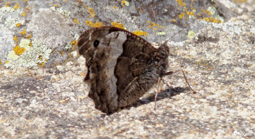 Szürkeöves szemeslepke a Salgó váránál 