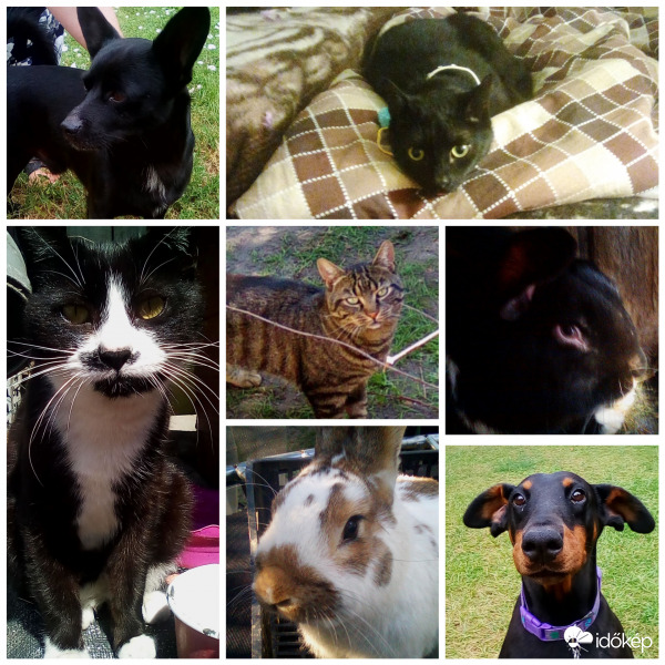Állatok világnapjai összeállítás :)