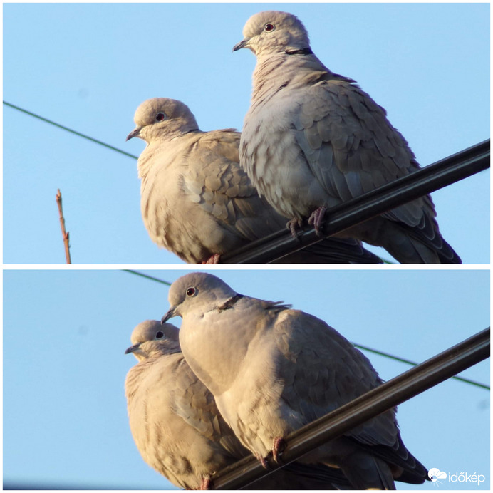 Balkáni gerle pár Valentin-napon :)