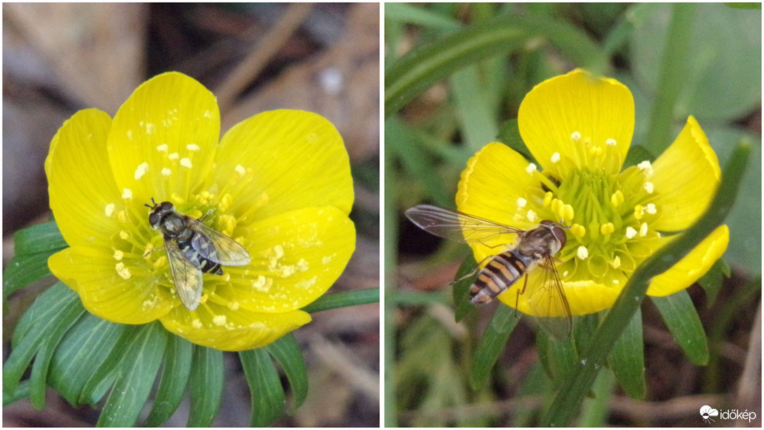 Zengőlegyek a téltemetőkön