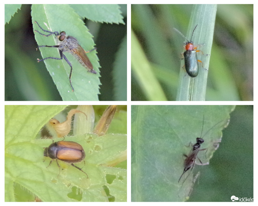 Mai érdekes kerti vendégek 