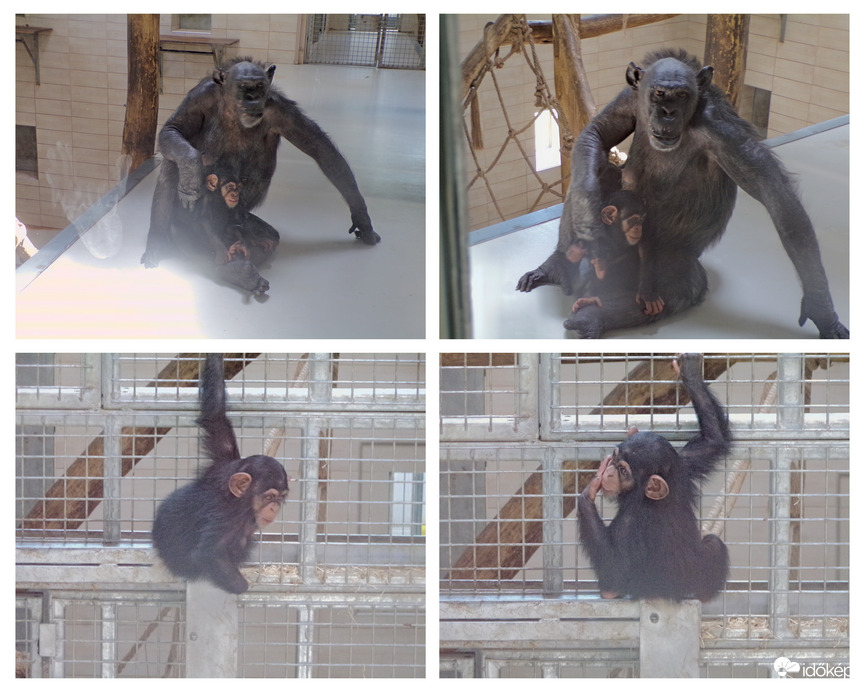 Bianka az idős csimpánz anyuka és Nadin a kölyke :)