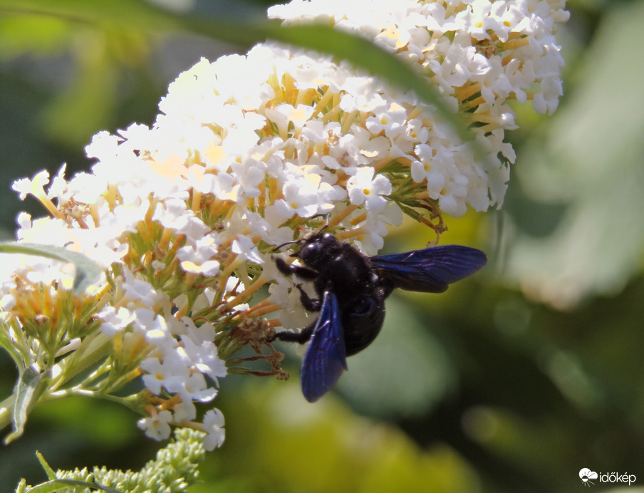 Fehér nyáriorgonán táplálkozó kék fadongó :)