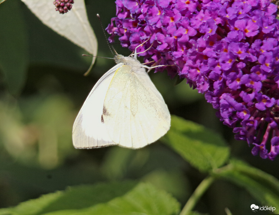 Nyáriorgonán megpihenő répalepke