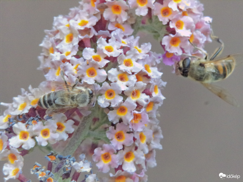 Egy nyáriorgonán táplálkozik a méh és a zengőlégy :)