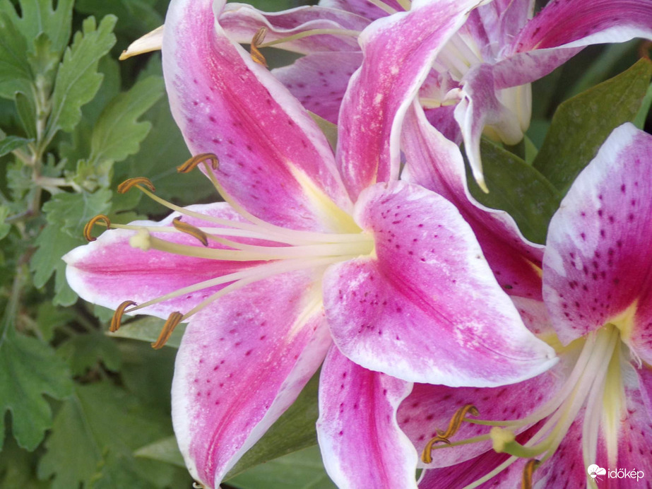 Stargazer liliom a legszebb liliomunk :)