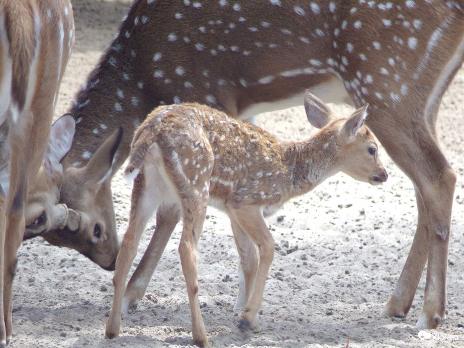 Axis szarvas borjú (Pettyes szarvas)
