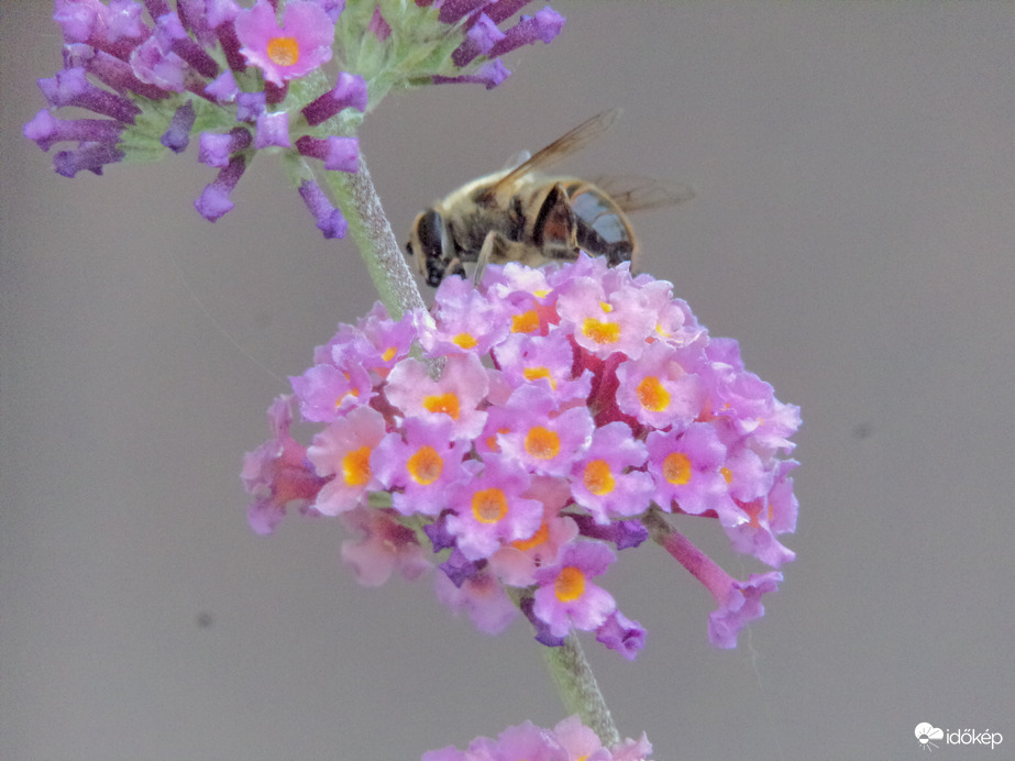 Közönséges herelégy a nyáriorgonán 