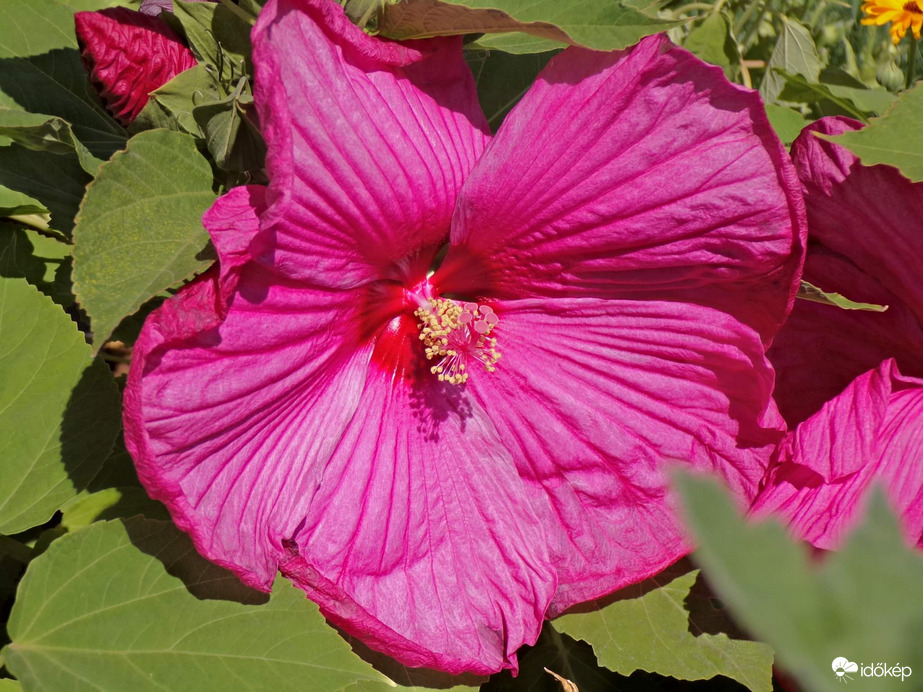 Mocsári hibiszkusz a nyári napsütésben :)