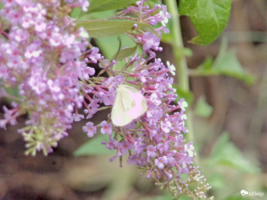 Répalepke a gulliver nyáriorgonán