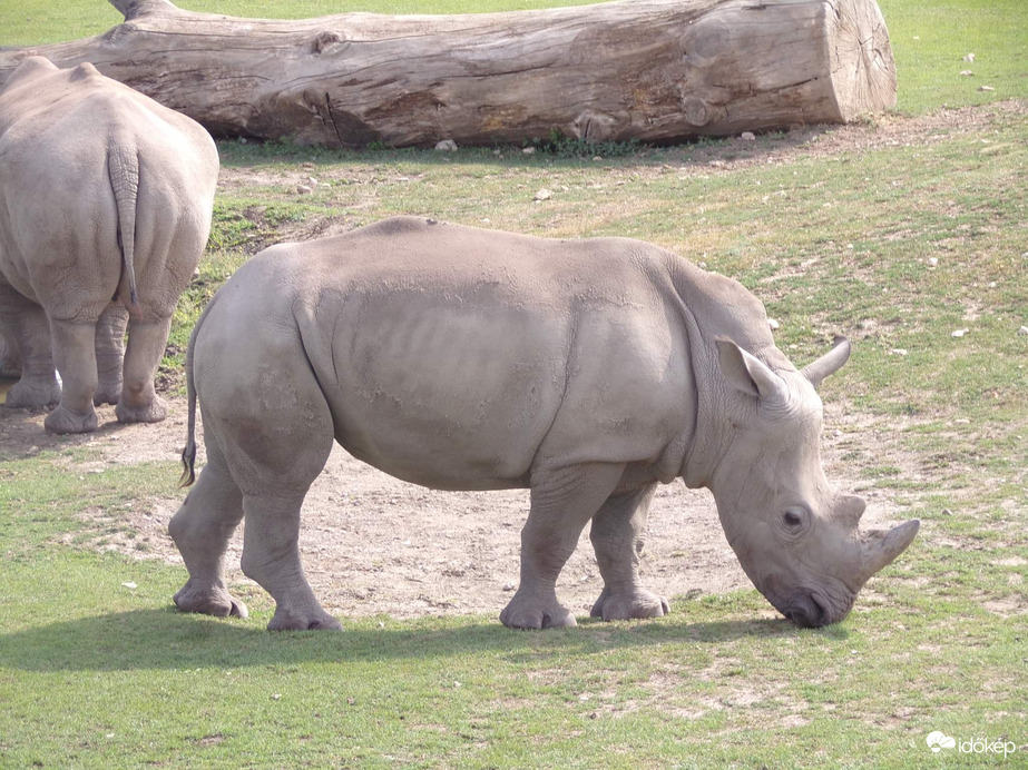 Ria a 2 éves Szélesszájú orrszarvú borjú a Veszprémi állatkertben 