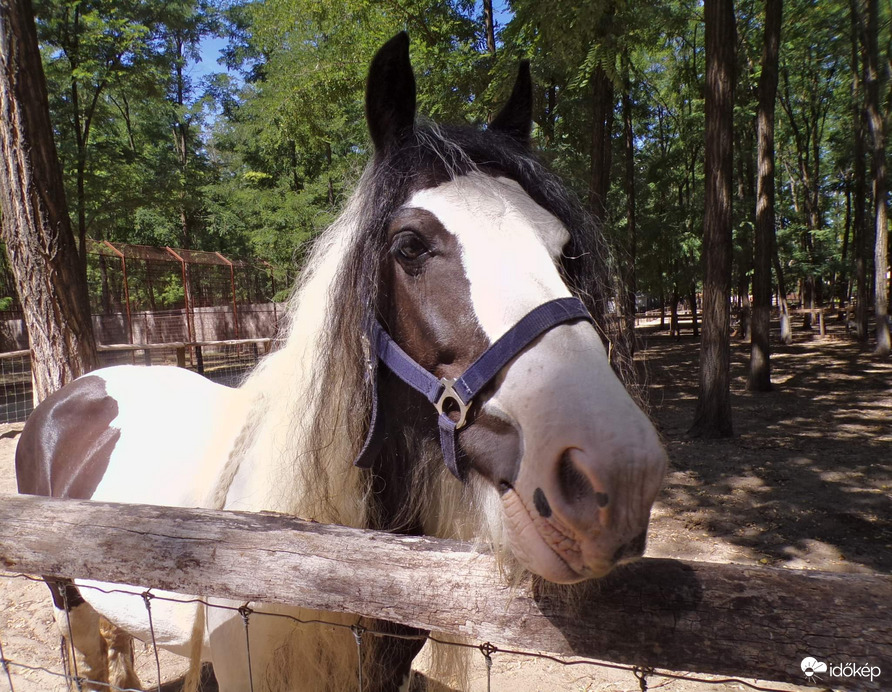 Gypsy Vanner (Tinker póni)