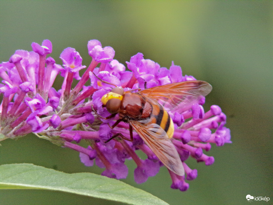 Ma ismét meglátogatott egy kétöves pihelégy nőstény  :)