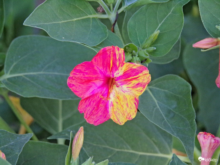 Különleges nagy csodatölcsér :)