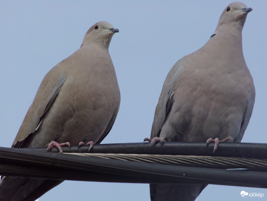 Szépséges gerle pár