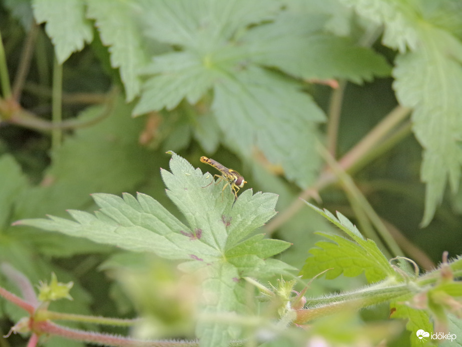 Megpihenő darázslégy 